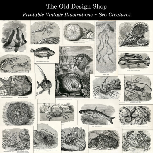 vintage sea creature clip art illustrations