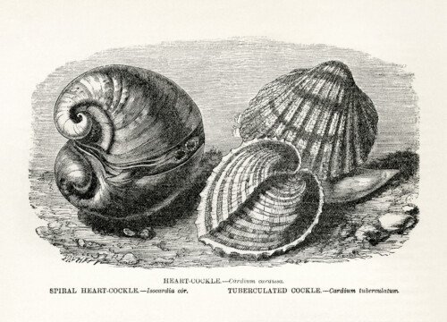 vintage sea creature cockle clip art illustration