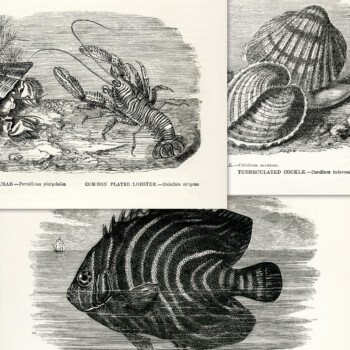 vintage sea creature clip art illustration