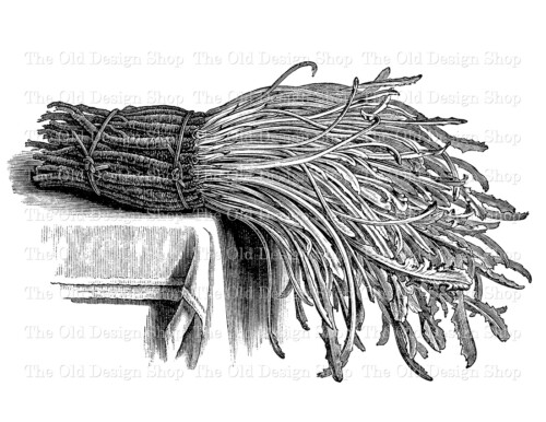 chicory barbe de capucin vintage clip art illustration