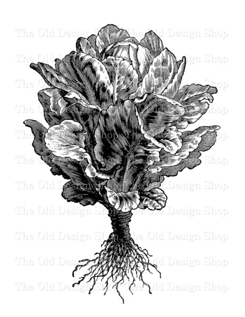 cos lettuce vintage clip art illustration