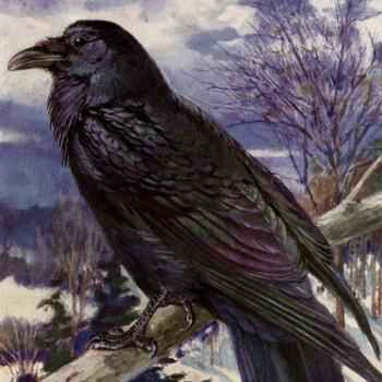 Northern Raven free printable vintage bird illustration