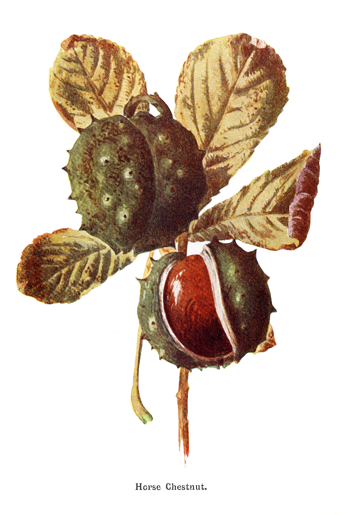 Free printable vintage botanical clip art illustrations horse chestnut