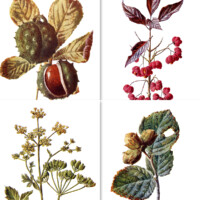 Free vintage botanical illustrations