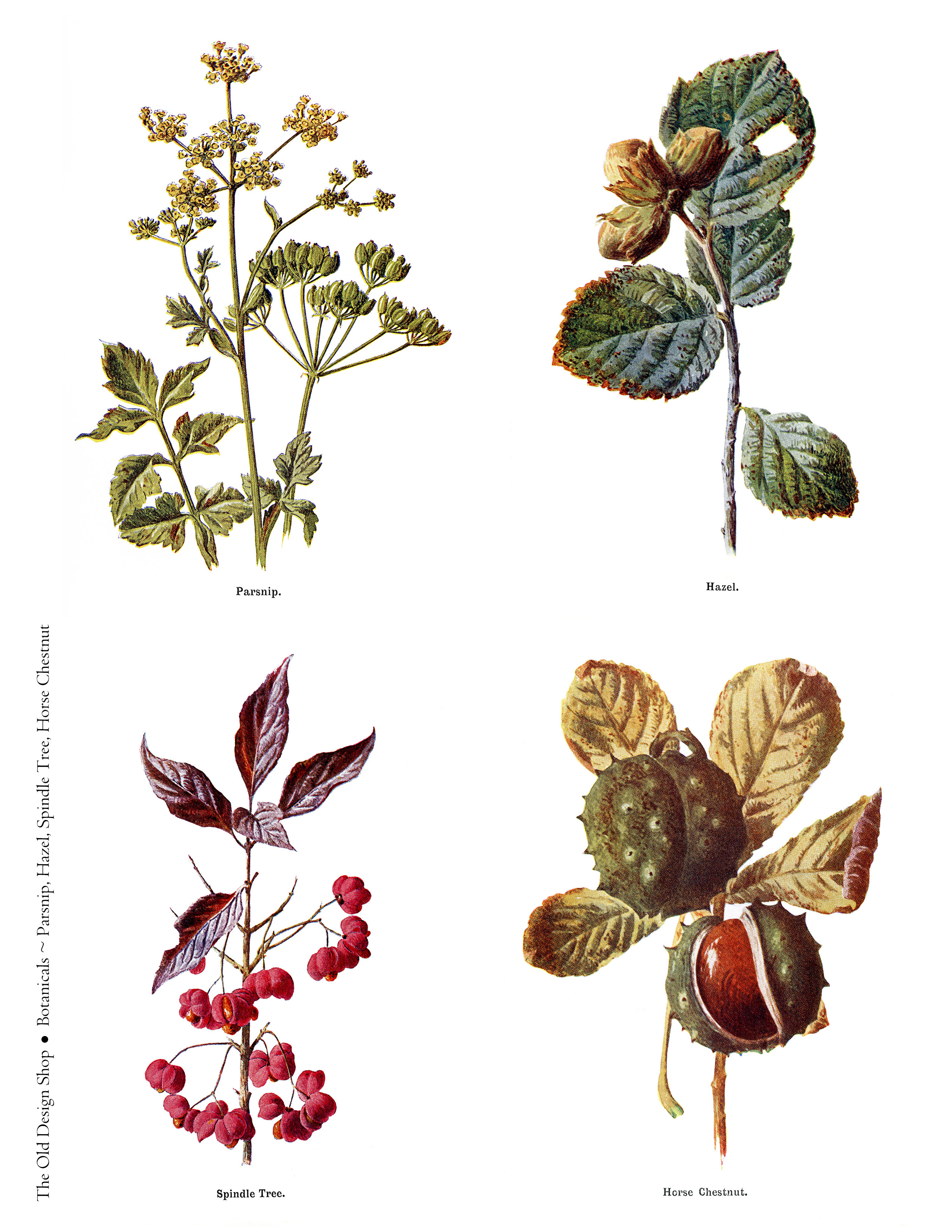 Free printable vintage botanical clip art illustrations digital collage sheet