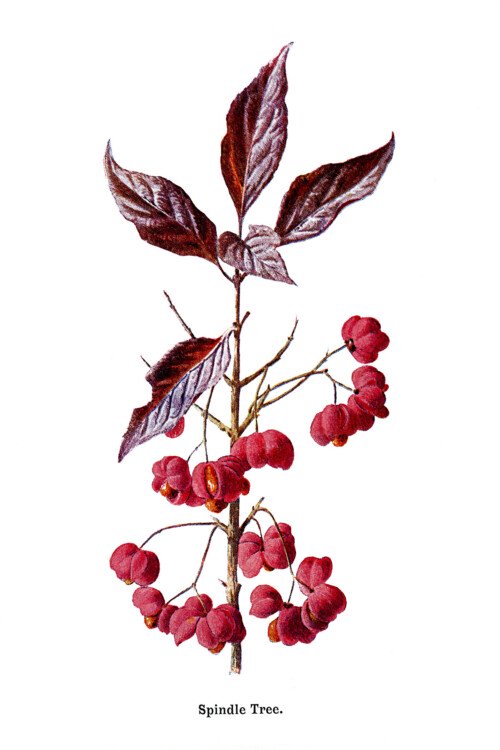 Free vintage botanical clip art illustrations spindle tree