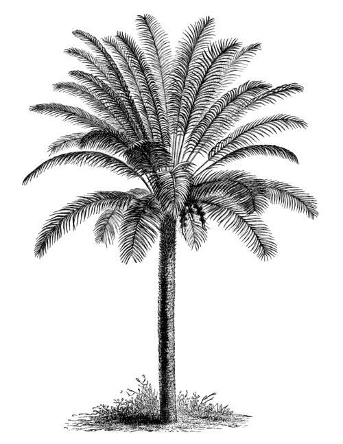 palm tree clip art illustration