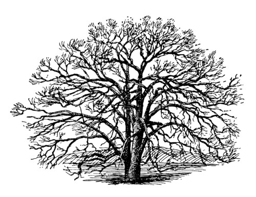 white oak tree clip art illustration
