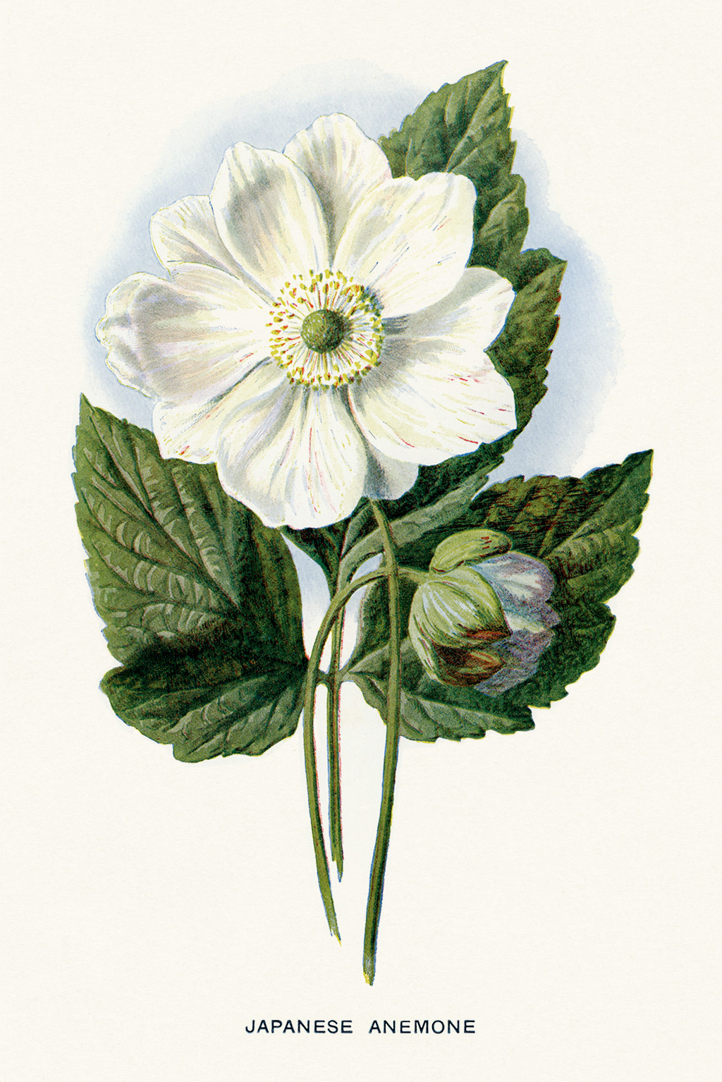Free printable vintage floral illustration