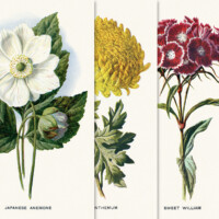 Free printable vintage flower illustration