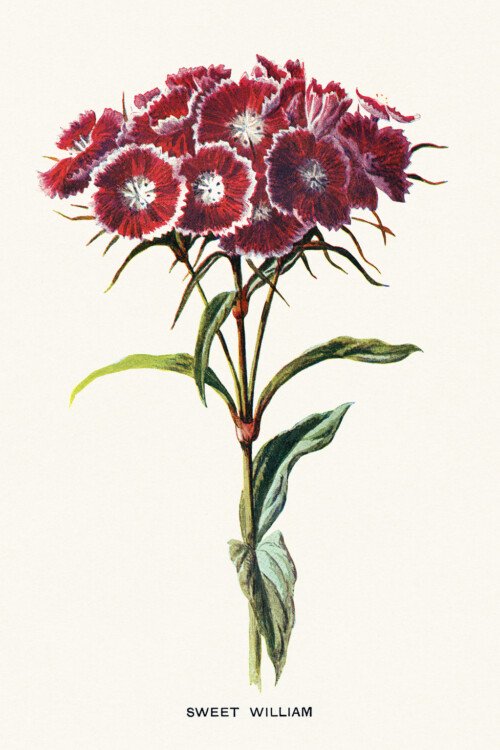 Free printable vintage floral illustration Sweet William