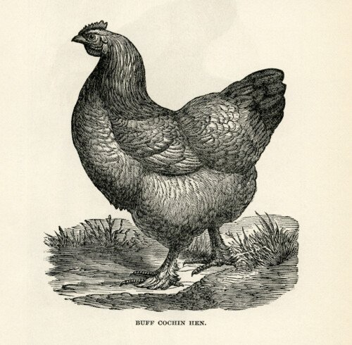 free printable buff cochin chicken hen