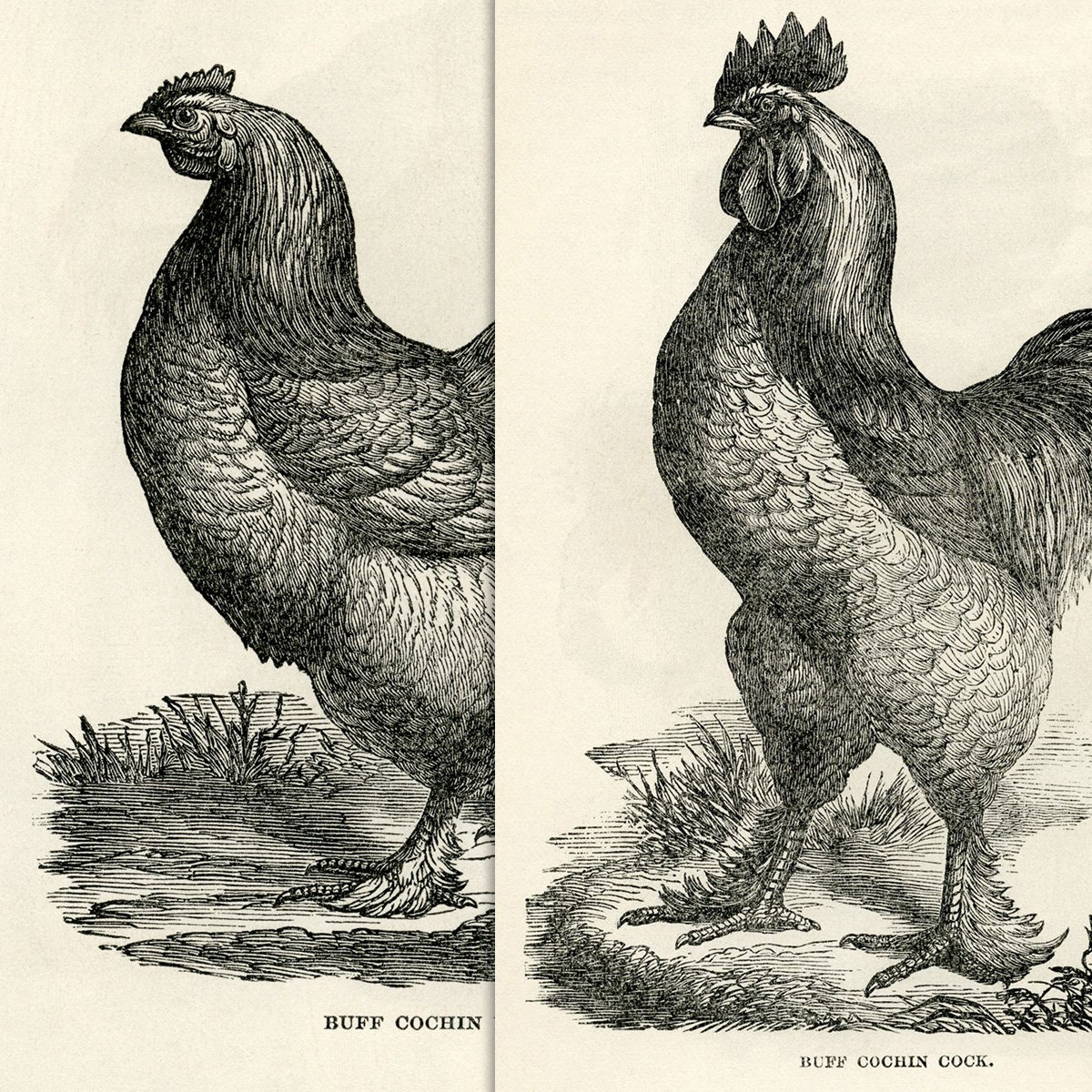 free printable buff cochin chicken hen rooster