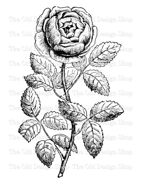 tea rose digital stamp transfer image clip art