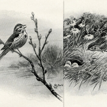 free printable song sparrow in spring vintage bird illustration