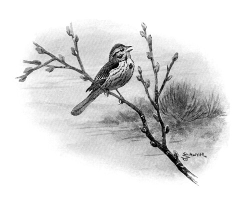 free printable song sparrow in spring vintage bird illustration