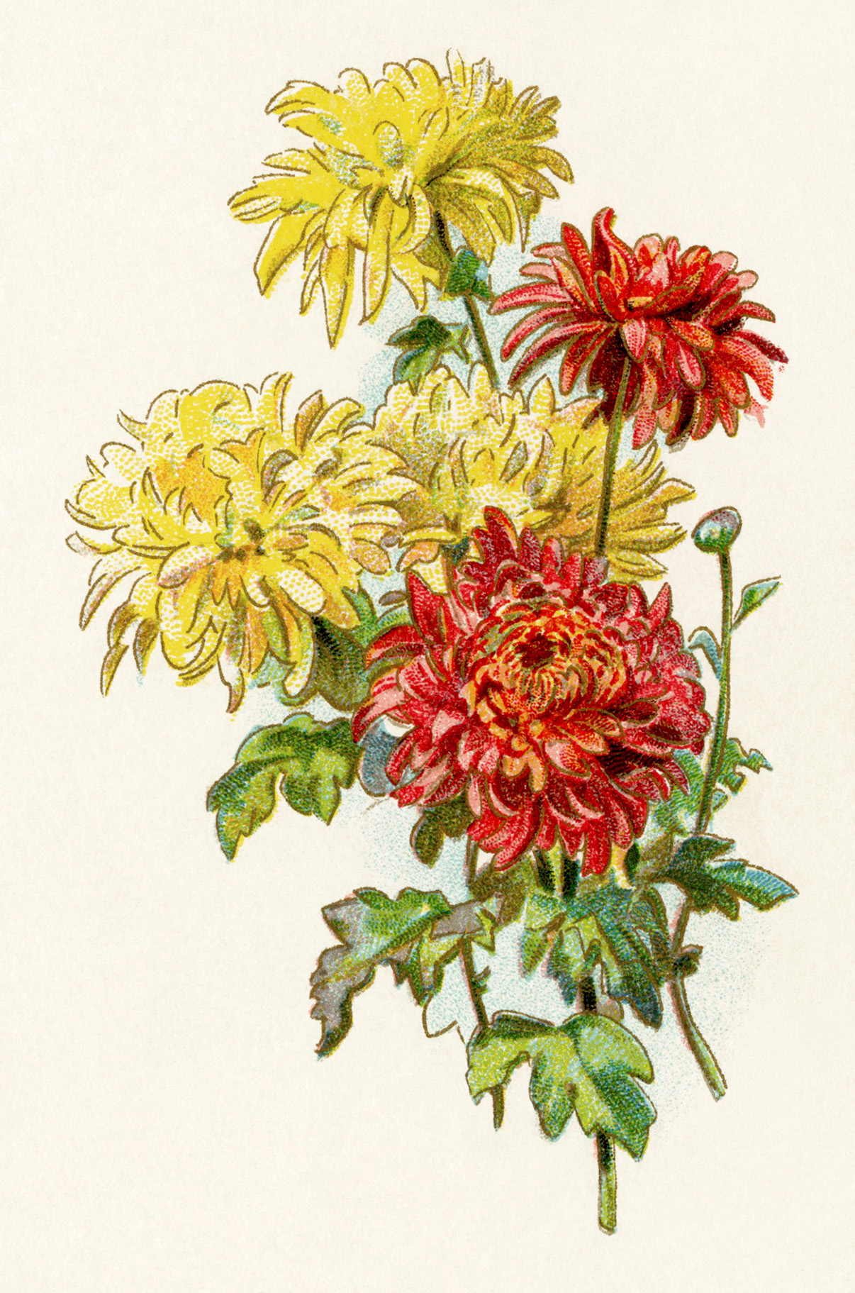 free printable vintage flower illustrations clip art image