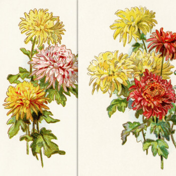 free printable vintage floral illustrations clip art image
