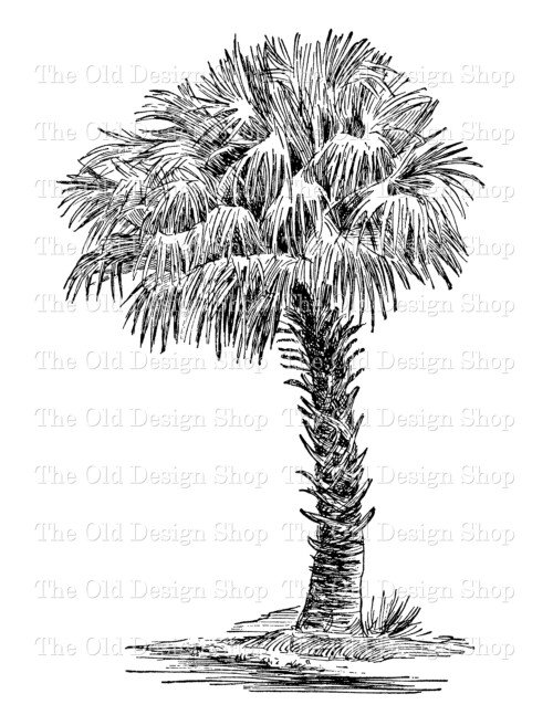 cabbage palmetto clip art digital stamp transfer image