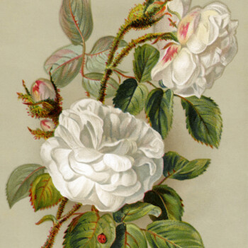 Floral Victorian Card free printable clip art