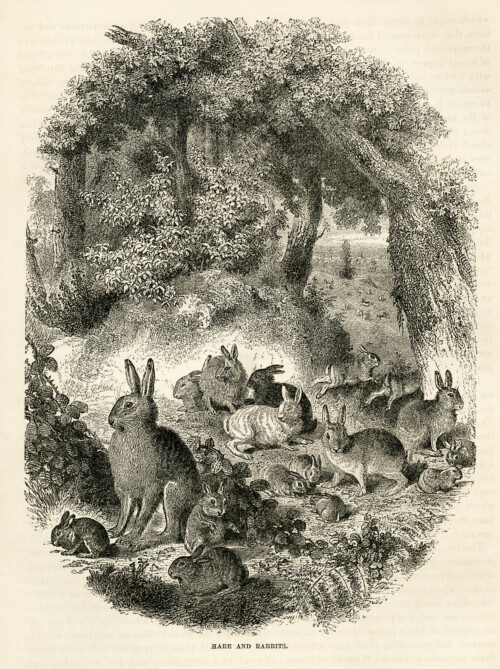 hare and rabbits free vintage printable illustration