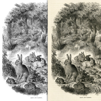hare and rabbits free vintage printable illustration