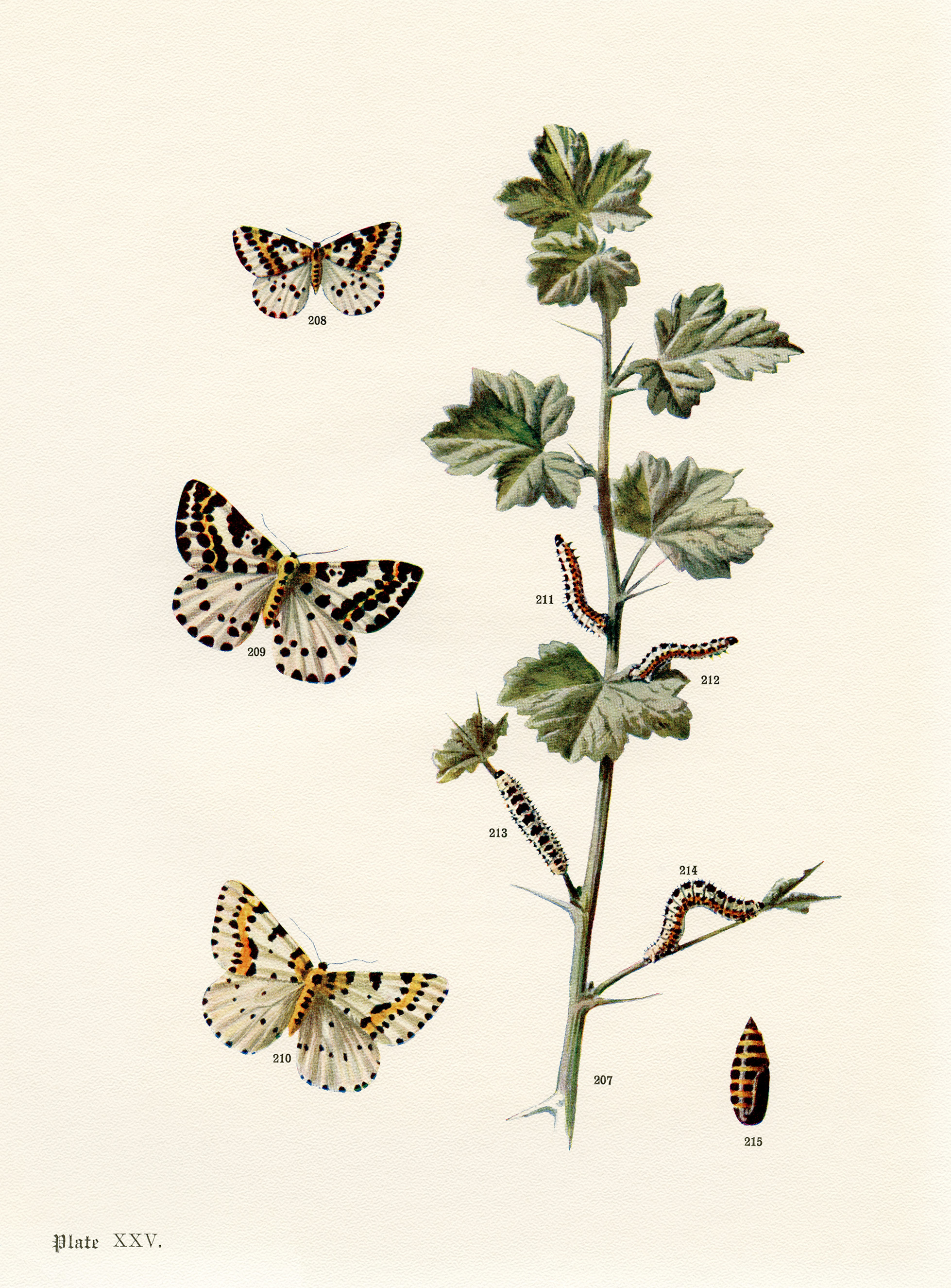 Free printable butterflies and moths vintage illustration