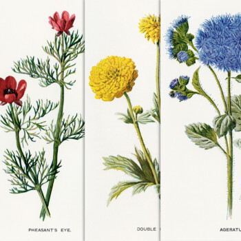 Free printable vintage floral clip art illustrations