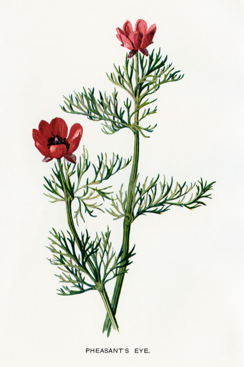Free printable vintage floral clip art illustrations