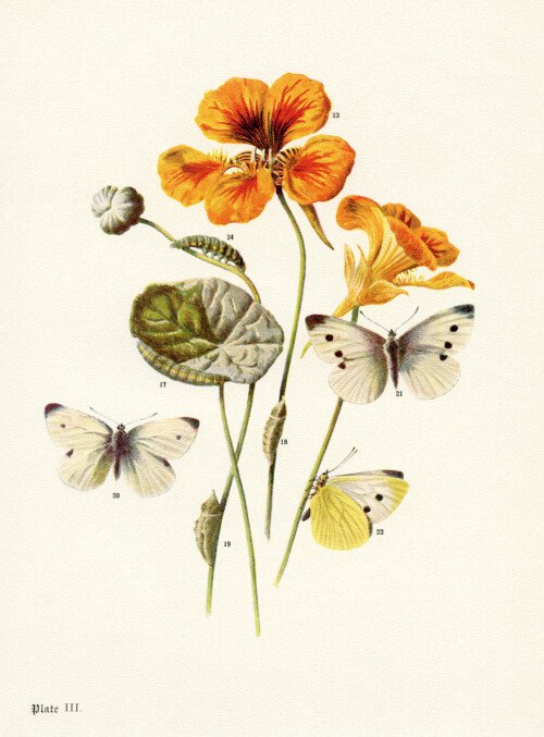 Free printable butterflies and moths vintage illustration