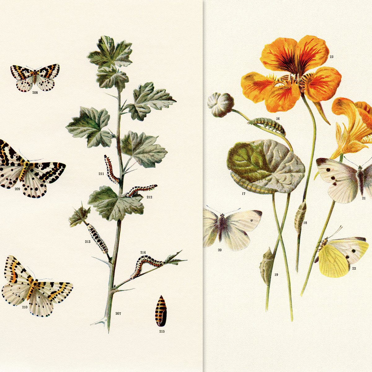 Free printable butterflies and moths vintage illustration