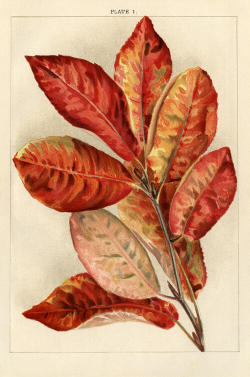 autumn botanical printable book plate