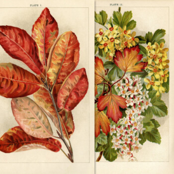 autumn botanical printable book plate