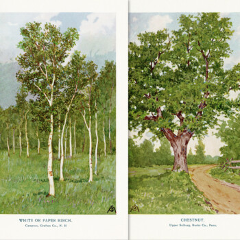 free clip art vintage tree illustrations