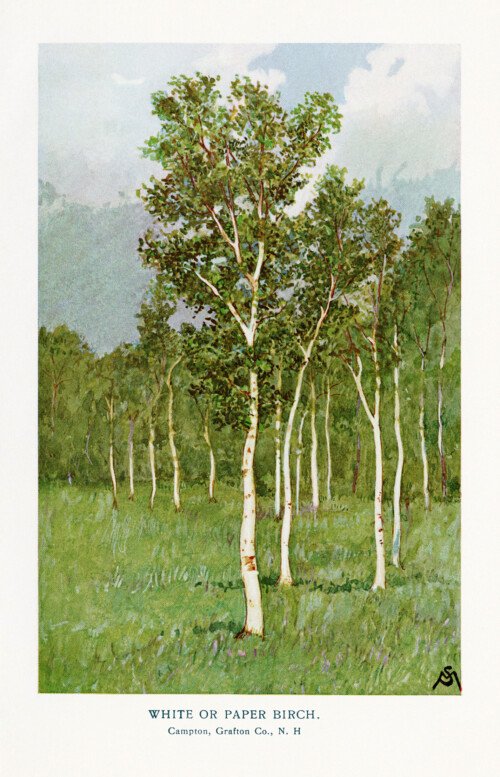 free clip art vintage tree illustrations