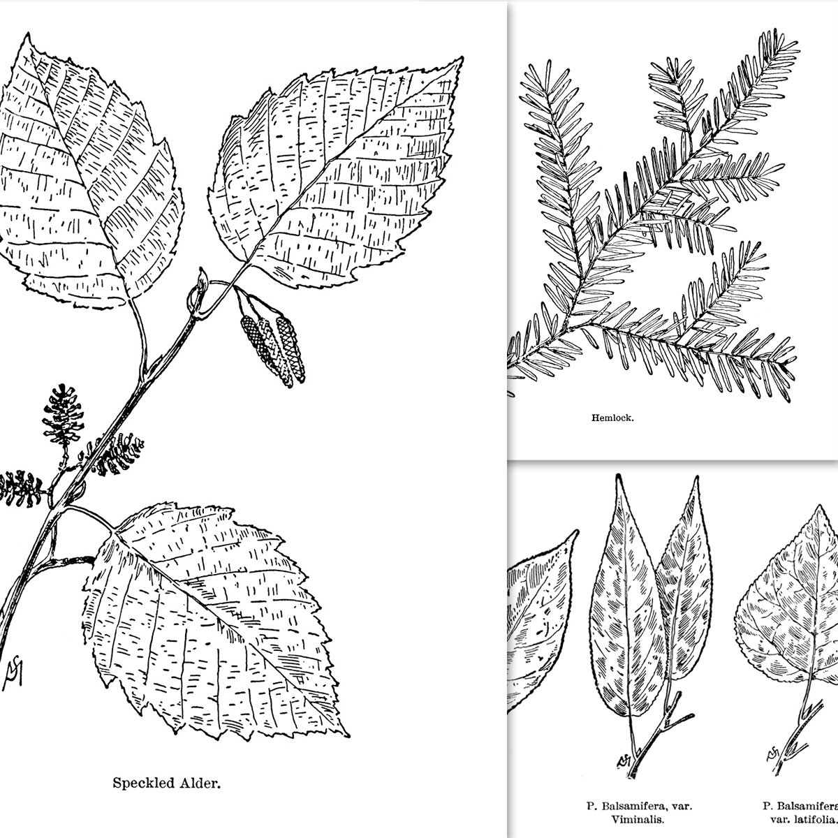 clip art leaf vintage illustrations