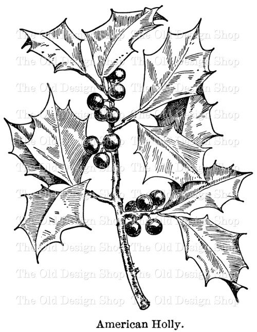 holly and berries leaf clip art