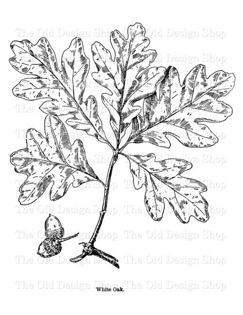 white oak leaf clip art