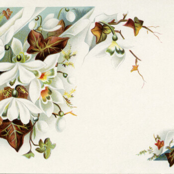 fall colored leaves white flowers vintage postcard