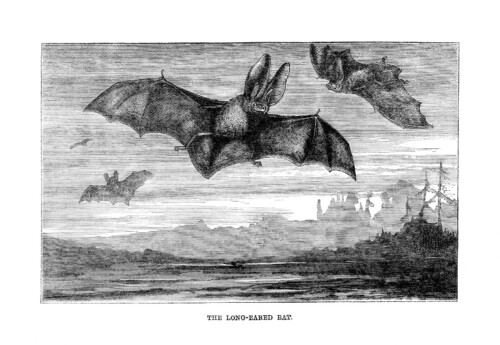 long eared bat vintage illustration