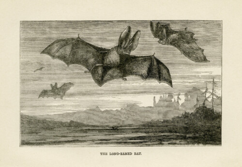 long eared bat illustration