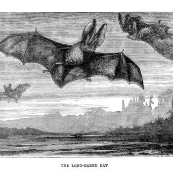 long eared bat vintage illustration