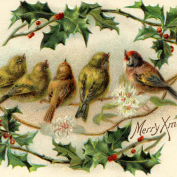 vintage Christmas bird postcard free clip art