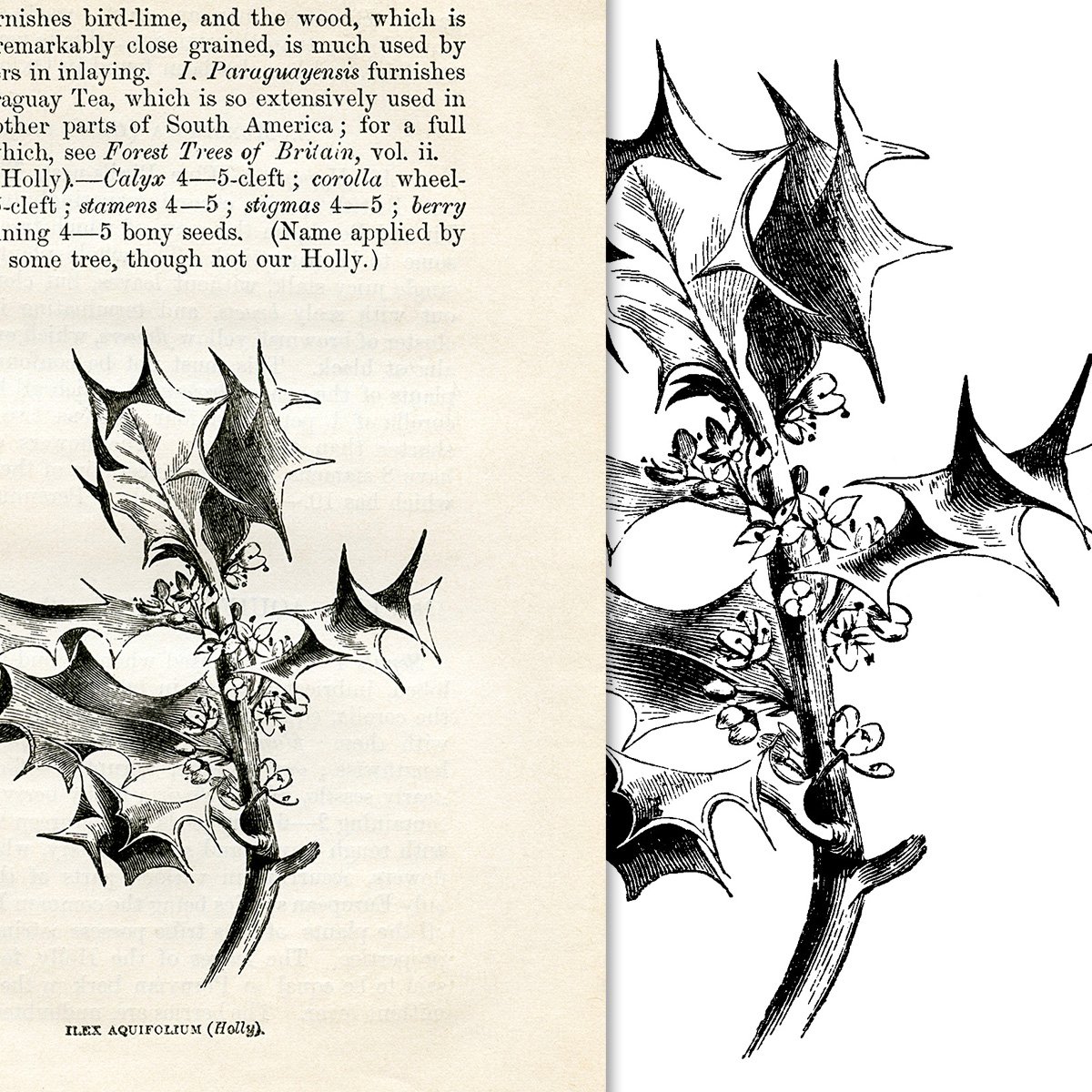branch of holly free clip art