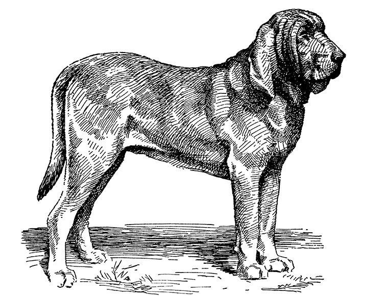 digital stamp png image bloodhound dog