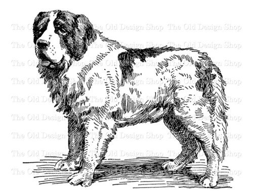 St Bernard dog clip art png file digital stamp