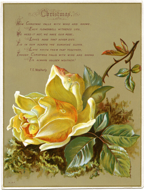 antique Christmas rose card free clip art