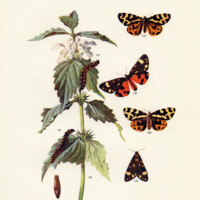 wood and scarlet tiger moths free printable illustration