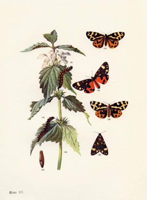 wood and scarlet tiger moths free printable illustration