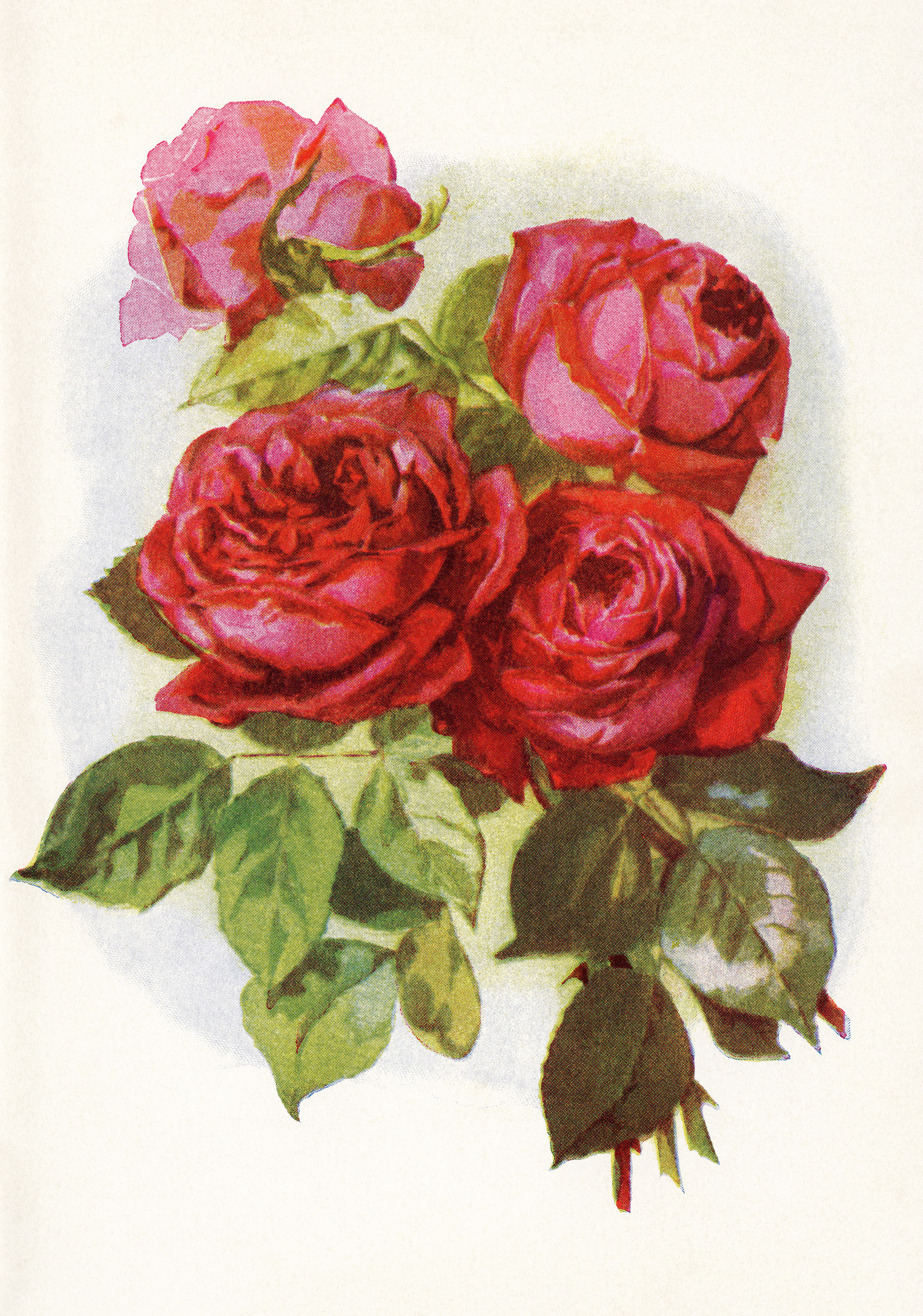 bouquet of red roses free clip art 